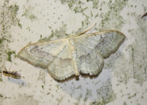 Réf. 238 357 : Idaea aversata